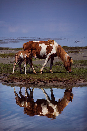 Checkers and foalKI6A3307canvas
