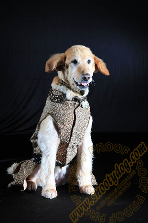 SPCA THAT 011