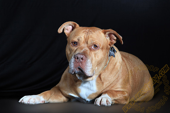SPCA THAT 041