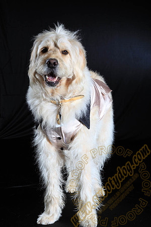 SPCA THAT 049