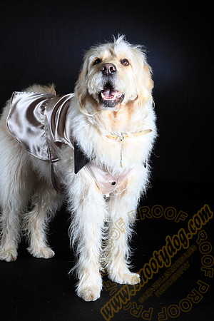 SPCA THAT 050