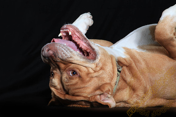 SPCA THAT 040b