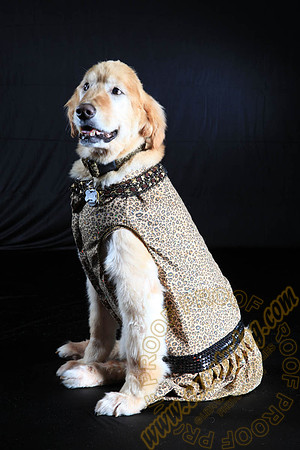 SPCA THAT 010