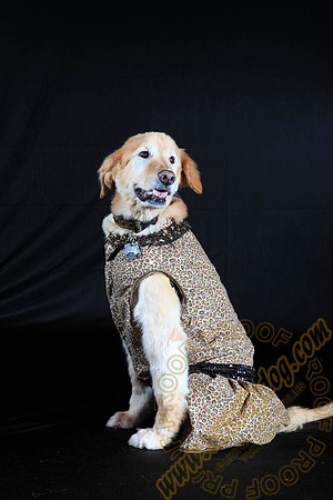 SPCA THAT 016