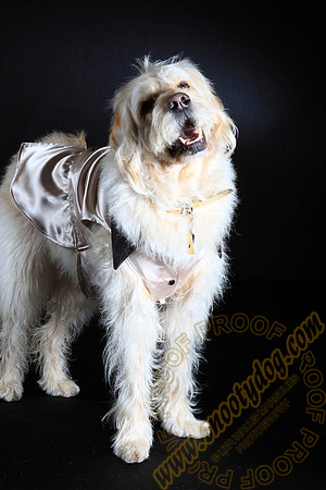 SPCA THAT 051
