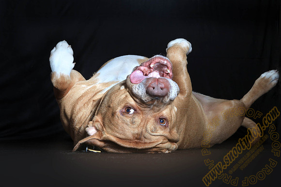 SPCA THAT 038