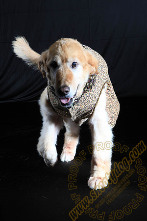 SPCA THAT 006