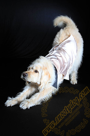 SPCA THAT 052