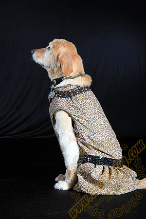 SPCA THAT 013