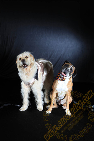 SPCA THAT 061