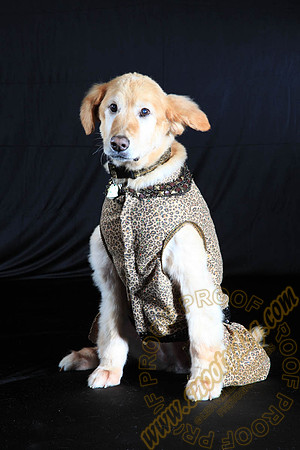 SPCA THAT 008
