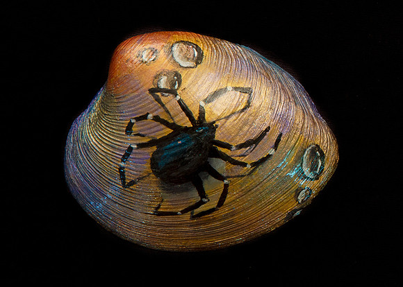 spider 5633  SOLD