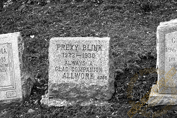 prexy blink