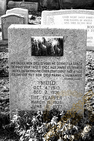 the flapper