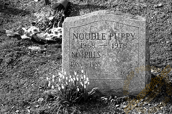 noodle